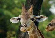 giraffe-young-animal-close-head-400264.jpg