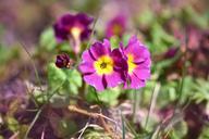 primrose-kissenprimel-flower-plant-749688.jpg