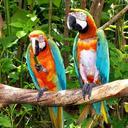 parrots-birds-nature-colorful-528392.jpg