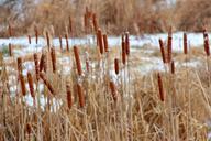 marsh-rushes-snow-winter-season-315041.jpg