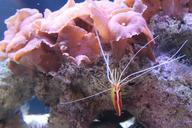 aquarium-shrimp-zoo-tropical-prawn-1073859.jpg