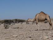 camel-oman-arabia-asia-desert-dry-516722.jpg