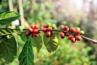 bean-farm-tree-arabica-red-plant-1512426.jpg