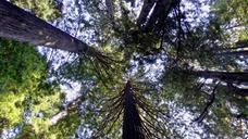 redwoods-sequoia-usa-america-1206080.jpg