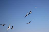 seagulls-norway-birds-summer-634955.jpg