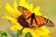 monarch-butterfly-macro-insect-697260.jpg