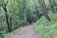 trail-forest-nature-walk-appennino-625427.jpg