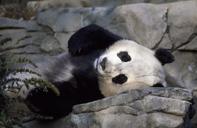 panda-bear-zoo-cute-wildlife-1594138.jpg