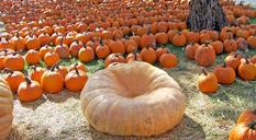 pumpkins-halloween-harvest-18080.jpg