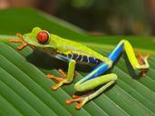 frog-red-eyed-tree-amphibian-643480.jpg