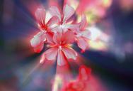 flowers-a-small-bunch-geranium-711999.jpg