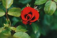 red-rose-plants-699035.jpg