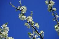 cherry-blossoms-branch-white-324333.jpg