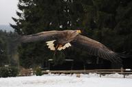 adler-flight-hellenthal-fly-171657.jpg