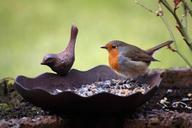 robin-bird-bird-seed-bird-bath-167650.jpg