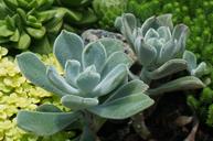 panda-plant-succulent-houseplant-1510865.jpg