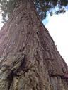 redwood-sequoia-tall-tree-tree-bark-570196.jpg