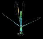 Ebony_Jewelwing_Damselfly,_U,_Body_1,_PG_County,_Maryland_2013-06-12-15.53.09_ZS_PMax.jpg