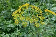 anethum-apiaceae-dill-flowers-87106.jpg