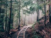 hiking-forest-wood-path-trail-598203.jpg