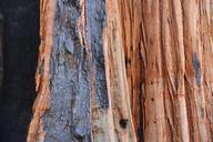 sequoia-tree-bark-fire-tribe-602554.jpg