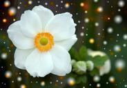 summer-anemone-anemone-blossom-571528.jpg