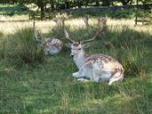 deer-park-fallow-nature-mammal-668756.jpg