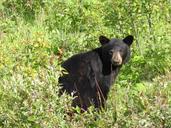 black-bear-northern-ontario-animal-852350.jpg