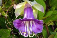 bell-vine-purple-flower-190777.jpg