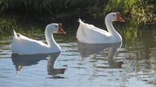 geese-goose-pond-white-waterfowl-273462.jpg