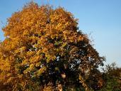 autumn-leaves-yellow-leaves-autumn-494792.jpg