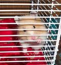 hamster-caged-pet-rodent-mouse-13755.jpg