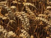 wheat-spike-cereals-grain-field-609898.jpg