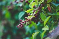 fresh-blackberries-bush-nature-791475.jpg