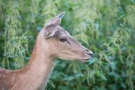 deer-animal-mammal-head-reindeer-316762.jpg