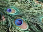 peacock-feathers-peacock-feather-996563.jpg