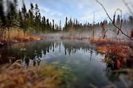 landscape-marsh-nature-water-trees-760470.jpg