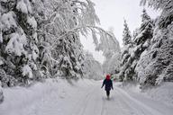 winter-landscape-trees-snow-609416.jpg