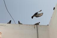 birds-flight-freedom-happy-family-168378.jpg