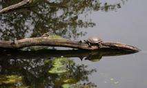 brissago-islands-turtles-649050.jpg