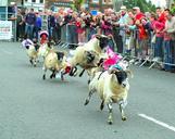 sheep-race-racing-fun-fair-people-426712.jpg