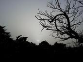 darkness-gloomy-dark-tree-night-605975.jpg