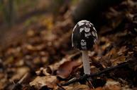 mushroom-avar-undergrowth-forest-1006181.jpg