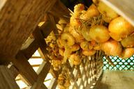 onion-hanging-hayrack-drying-1050261.jpg