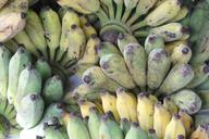 banana-cultivated-banana-1560751.jpg