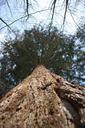 softwood-tree-giant-sequoia-bark-172158.jpg