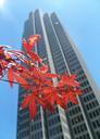 skyscraper-leaves-leaf-autumn-655251.jpg