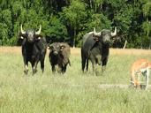 buffalo-water-buffalo-840340.jpg