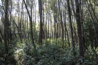 riparian-zone-thicket-light-nature-493254.jpg