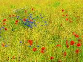 wildflowers-flower-meadow-poppy-1574314.jpg